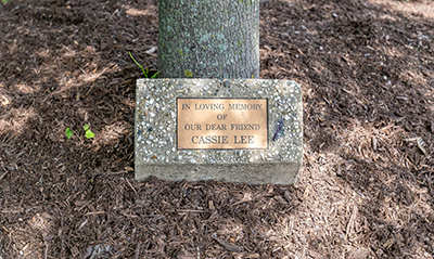 Picture of memorial tree